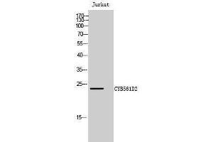 Western Blotting (WB) image for anti-Cytochrome B-561 Domain Containing 2 (CYB561D2) (Internal Region) antibody (ABIN6283026) (CYB561D2 anticorps  (Internal Region))