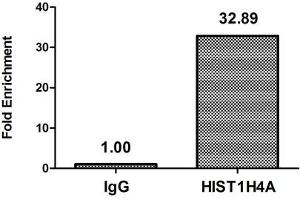 Chromatin Immunoprecipitation Hela (4*10 6 ) were treated with Micrococcal Nuclease, sonicated, and immunoprecipitated with 5 μg anti-HIST1H4A (ABIN7139604) or a control normal rabbit IgG. (HIST1H4A anticorps  (meLys5))