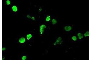 Anti-NEUROG1 mouse monoclonal antibody (ABIN2452621) immunofluorescent staining of COS7 cells transiently transfected by pCMV6-ENTRY NEUROG1 (RC207029). (Neurogenin 1 anticorps)