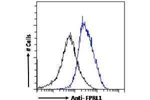 ABIN185502 Flow cytometric analysis of paraformaldehyde fixed K562 cells (blue line), permeabilized with 0. (FPR2 anticorps  (AA 328-339))