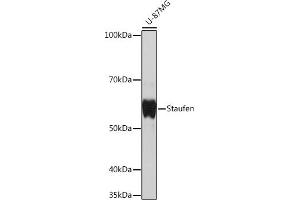 Western blot analysis of extracts of U-87MG cells, using Staufen Rabbit mAb (ABIN7270586) at 1:1000 dilution. (STAU1/Staufen anticorps)