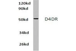 Image no. 1 for anti-Dopamine Receptor D4 (DRD4) antibody (ABIN317857) (DRD4 anticorps)