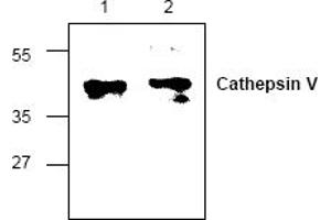 Image no. 1 for anti-Cathepsin L2 (CTSL2) antibody (ABIN127321) (Cathepsin L2 anticorps)