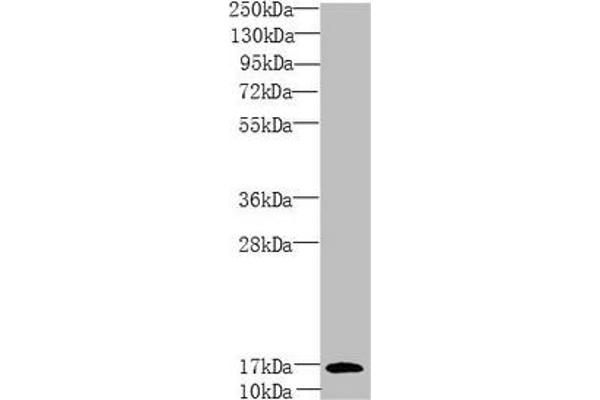 PEA15 anticorps  (AA 1-130)