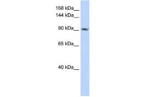 Western Blotting (WB) image for anti-Signal Peptide, CUB Domain, EGF-Like 2 (SCUBE2) antibody (ABIN2459309) (SCUBE2 anticorps)