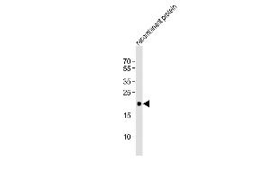 Western Blotting (WB) image for anti-Regenerating Islet Derived Protein 3 gamma (REG3g) (AA 89-116) antibody (ABIN651794)