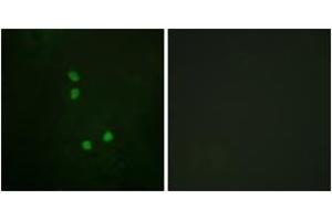 Immunofluorescence analysis of NIH-3T3 cells, using Cyclin E2 (Phospho-Thr392) Antibody. (Cyclin E2 anticorps  (pThr392))
