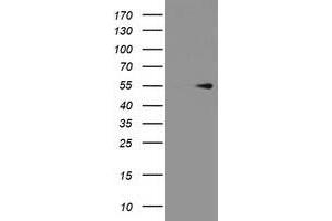 Image no. 1 for anti-Protein Arginine Methyltransferase 2 (PRMT2) antibody (ABIN1500421) (PRMT2 anticorps)