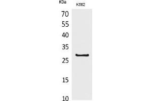 Western Blot analysis of K562 cells using CD58 Polyclonal Antibody. (CD58 anticorps  (Internal Region))