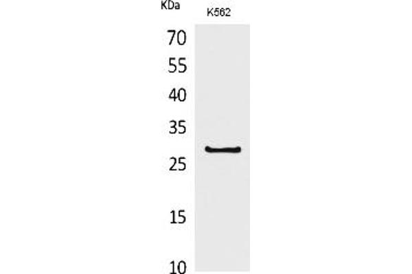 CD58 anticorps  (Internal Region)