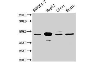 Western Blot Positive WB detected in: RAW264. (MAP2K4 anticorps  (AA 2-397))