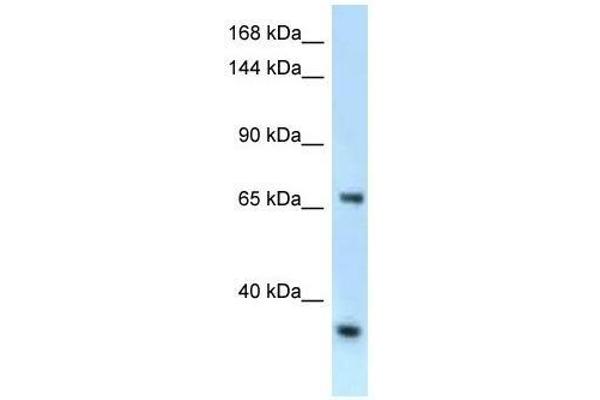 RBM15B anticorps  (C-Term)