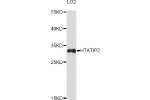 Western blot analysis of extracts of LO2 cells, using HTATIP2 antibody (ABIN6290469) at 1:3000 dilution. (HIV-1 Tat Interactive Protein 2, 30kDa (HTATIP2) anticorps)