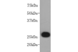 Jurkat cell lysate probed with BCL-2 (2C4) Monoclonal Antibody, Unconjugated  at 1:1000 overnight at 4˚C. (Bcl-2 anticorps)
