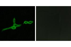 Peptide - +Western blot analysis of extracts from HepG2 cells, using GPR15 antibody. (GPR15 anticorps)