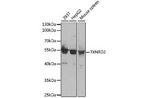 Western blot analysis of extracts of various cell lines, using TXNRD2 antibody. (TXNRD2 anticorps  (AA 100-310))