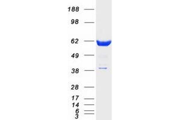 RANGAP1 Protein (Myc-DYKDDDDK Tag)