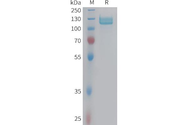 Integrin beta 5 Protein (ITGB5) (AA 24-719) (Fc Tag)