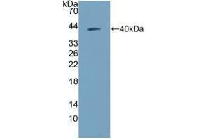 Western blot analysis of recombinant Human NPY. (NPY anticorps  (AA 30-97))