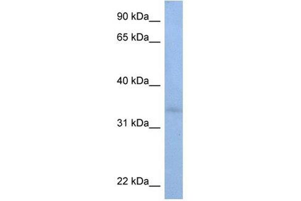 alpha-N-Acetylgalactosaminide alpha-2,6-Sialyltransferase 3 (SIA7C) (C-Term) anticorps