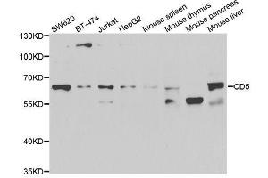 Western blot analysis of extracts of various cell lines, using CD5 antibody. (CD5 anticorps  (AA 25-240))