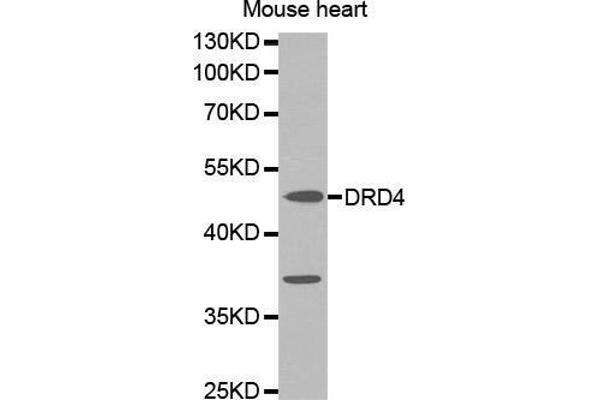 DRD4 anticorps  (AA 100-200)