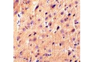 Immunohistochemistry (IHC) image for anti-Cerebellin 1 Precursor (CBLN1) (Middle Region) antibody (ABIN1031046) (CBLN1 anticorps  (Middle Region))