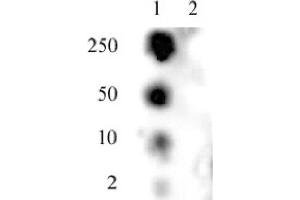 SMC1 phospho Ser957 pAb tested by dot blot analysis. (SMC1A anticorps  (pSer957))