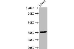 Western Blot Positive WB detected in: Rat liver tissue All lanes: EPCAM antibody at 9. (EpCAM anticorps  (AA 24-265))