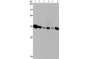 Western Blotting (WB) image for anti-Emerin (EMD) antibody (ABIN2423376) (Emerin anticorps)