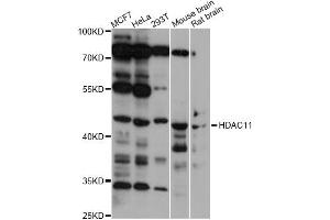 Western blot analysis of extracts of various cell lines, using HDAC11 antibody (ABIN1877126) at 1:1000 dilution. (HDAC11 anticorps)