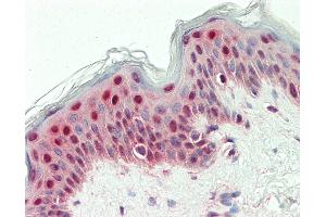 Anti-SYNCRIP / HnRNP Q antibody IHC staining of human skin. (SYNCRIP anticorps  (Biotin))