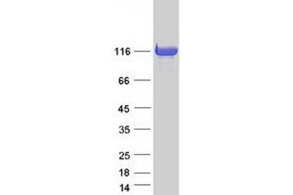 FHOD1 Protein (Myc-DYKDDDDK Tag)