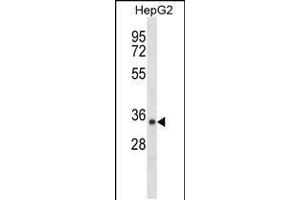 Western blot analysis in HepG2 cell line lysates (35ug/lane). (SDR39U1 anticorps  (N-Term))