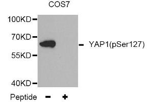 Western blot analysis of extracts from COS7 tissue,using Phospho-YAP1-S127 antibody (ABIN5969972). (YAP1 anticorps  (pSer127))