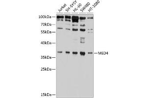 Western blot analysis of extracts of various cell lines, using MED4 antibody (ABIN6129668, ABIN6143705, ABIN6143707 and ABIN6224908) at 1:1000 dilution. (MED4 anticorps  (AA 1-270))