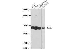 Western blot analysis of extracts of various cell lines, using RARα antibody (ABIN7269946) at 1:1000 dilution. (Retinoic Acid Receptor alpha anticorps)