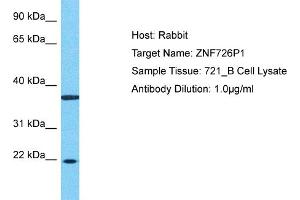 Host: Rabbit Target Name: ZNF726P1 Sample Type: 721_B Whole Cell lysates Antibody Dilution: 1. (ZNF726P1 anticorps  (N-Term))