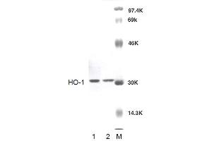 Western blot analysis of Rat Brain cell lysates showing detection of HO-1 protein using Rabbit Anti-HO-1 Polyclonal Antibody . (HMOX1 anticorps  (APC))