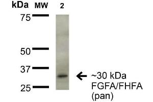 Western Blot analysis of Rat Brain Membrane showing detection of ~30 kDa FGFA/FHFA (pan) protein using Mouse Anti-FGFA/FHFA (pan) Monoclonal Antibody, Clone S235-22 . (FGF13 anticorps  (AA 2-18) (APC))