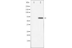 Western blot analysis of CD6 Antibody expression in Hela cells lysates. (CD6 anticorps  (Internal Region))