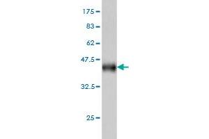 Western Blotting (WB) image for anti-Early Growth Response 1 (EGR1) (AA 444-543) antibody (ABIN560707)