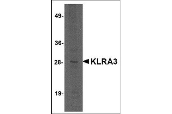 Klra3 anticorps  (C-Term)