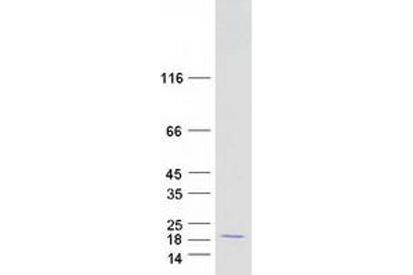 ISCA1 Protein (Myc-DYKDDDDK Tag)