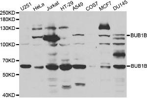 Western blot analysis of extracts of various cell lines, using BUB1B antibody (ABIN5970893) at 1/1000 dilution. (BUB1B anticorps)