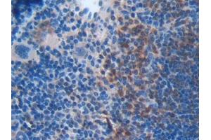 DAB staining on IHC-P; Samples: Mouse Spleen Tissue (BID anticorps  (AA 1-195))