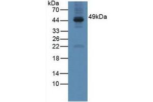 Western blot analysis of Mouse Testis Tissue. (GAL3ST1 anticorps  (AA 57-196))