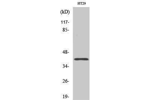 OR8S1 anticorps  (Internal Region)