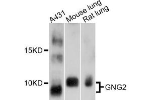 Western blot analysis of extracts of various cell lines, using GNG2 antibody (ABIN5997810) at 1/1000 dilution. (GNG2 anticorps)