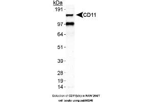 Image no. 2 for anti-Integrin alpha M (ITGAM) (AA 500-600), (Internal Region) antibody (ABIN363555) (CD11b anticorps  (Internal Region))